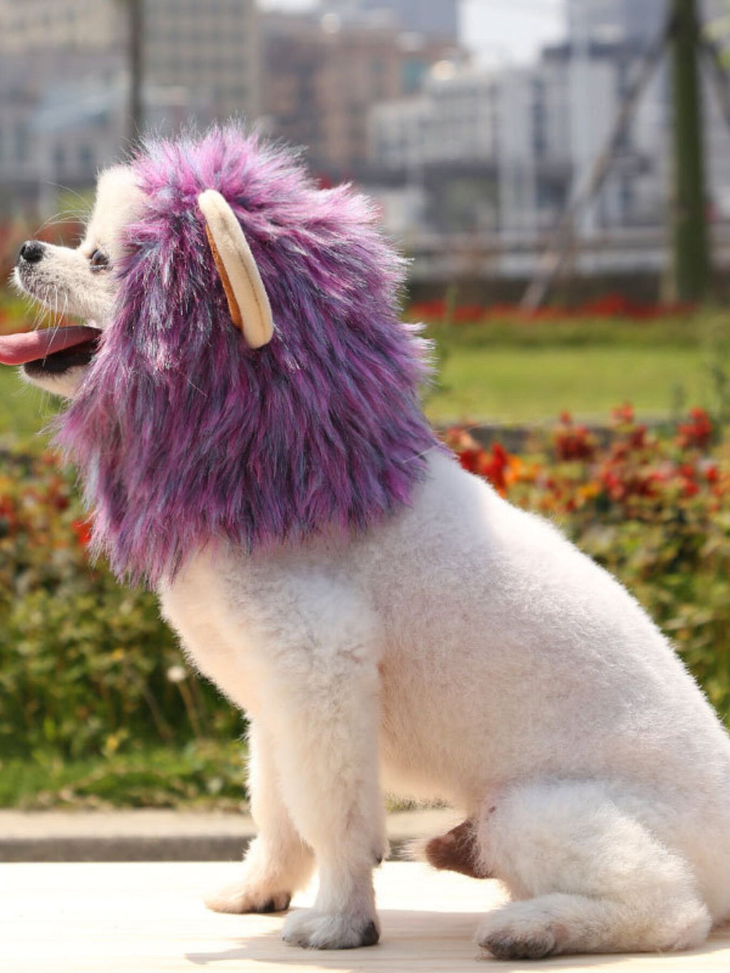 Lion Mane Pet Headwear