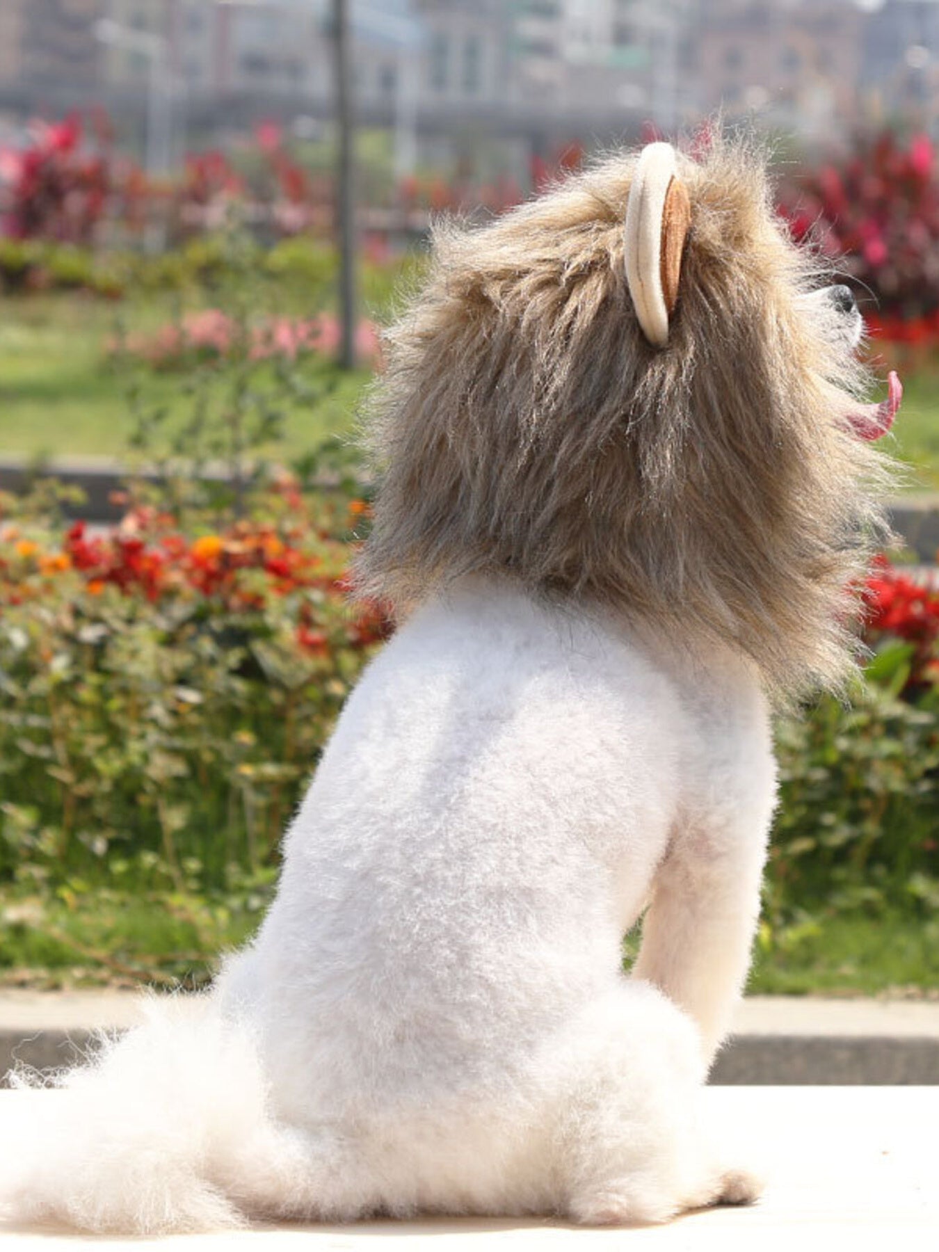 Lion Mane Pet Headwear