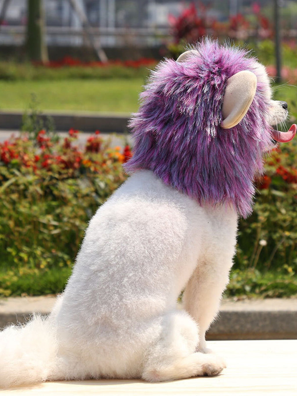 Lion Mane Pet Headwear