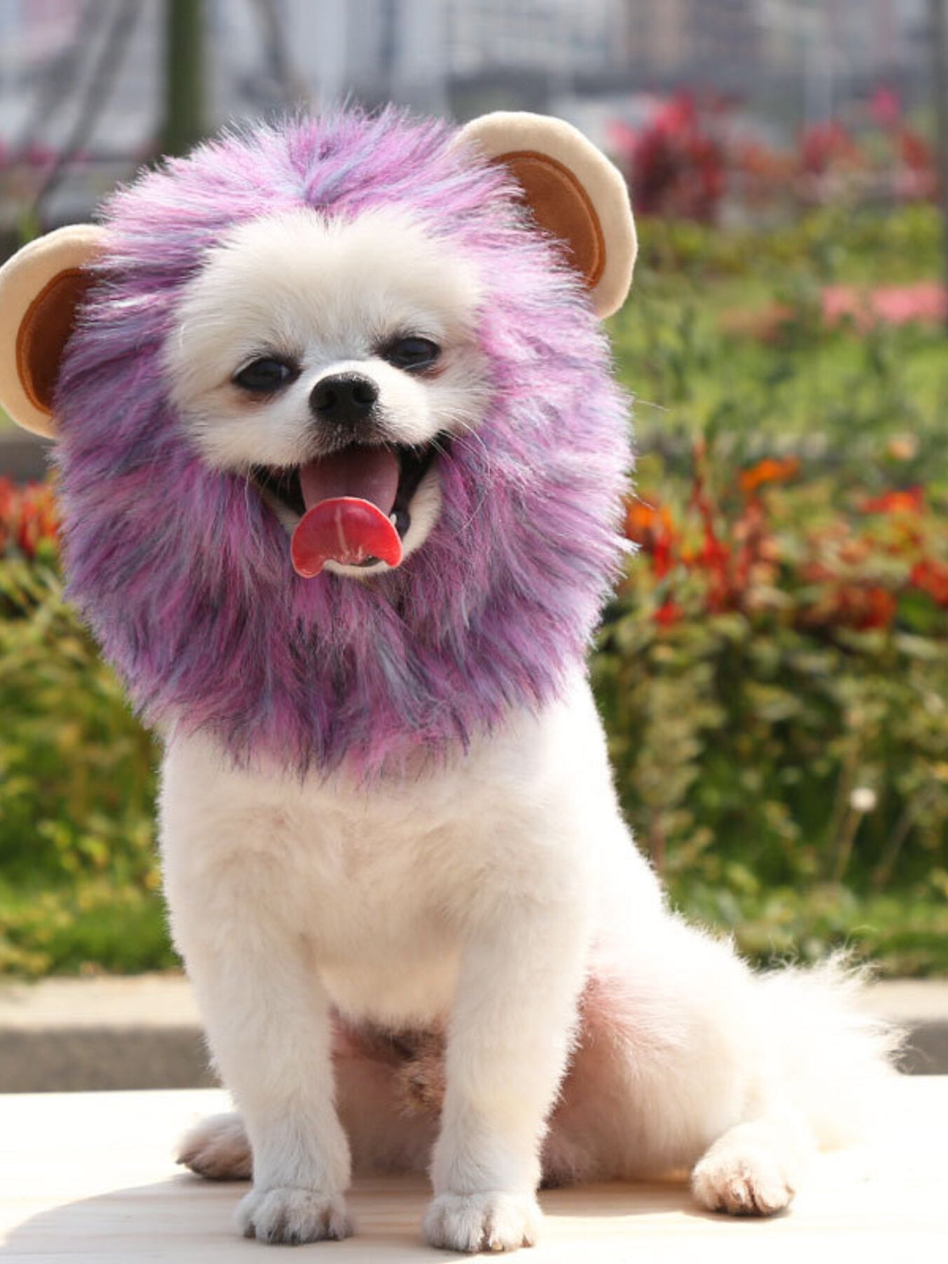 Lion Mane Pet Headwear