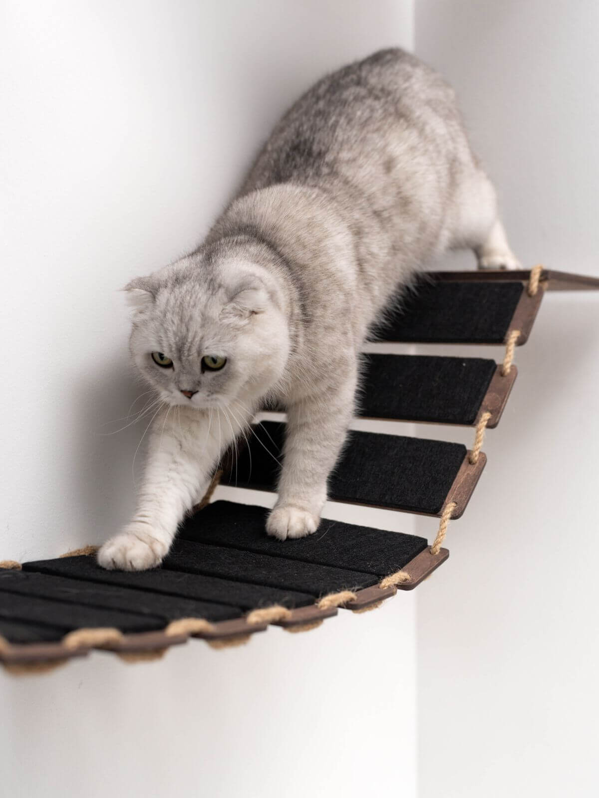 Cat Rope Bridge (B2B)
