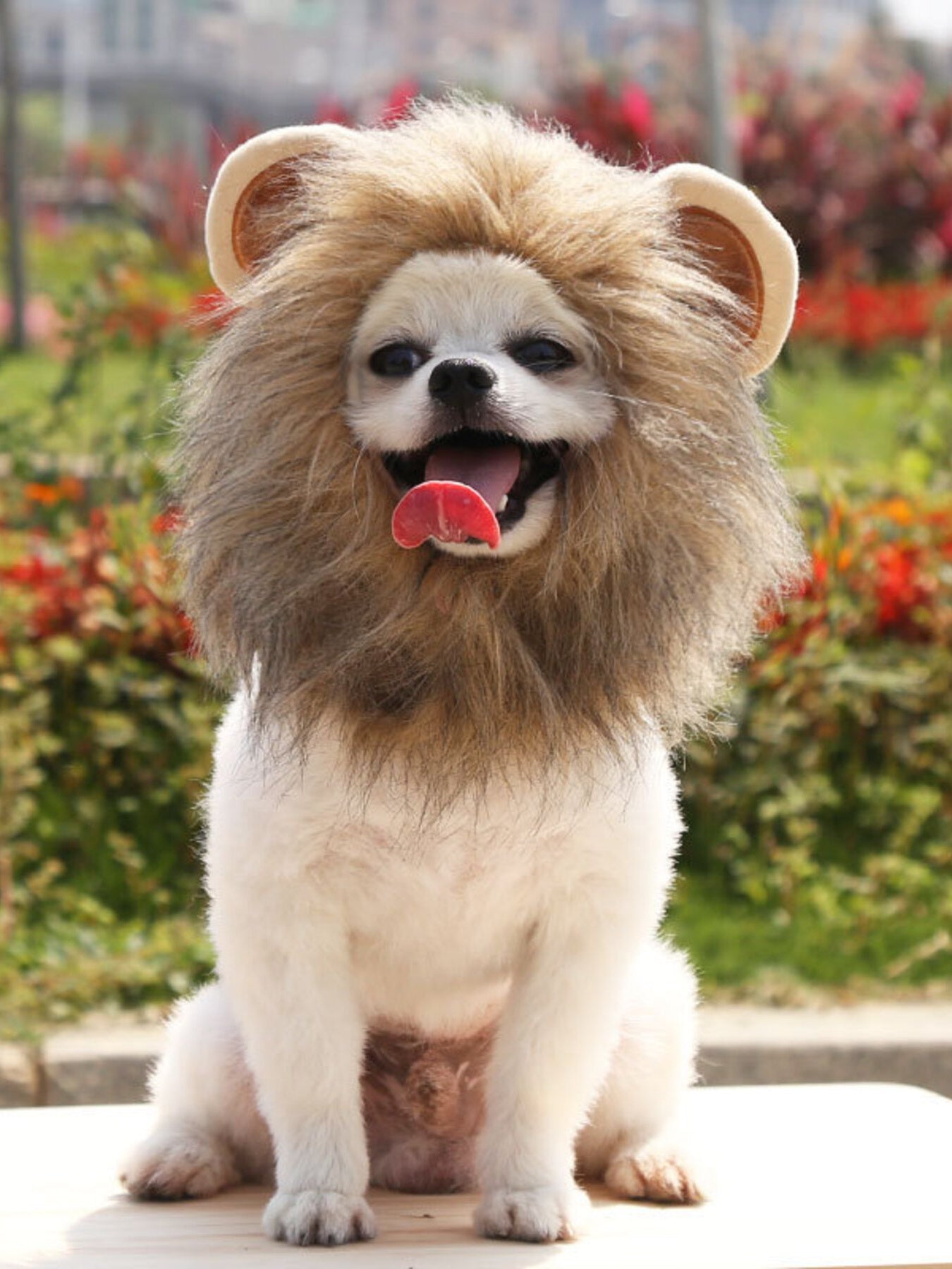 Lion Mane Pet Headwear
