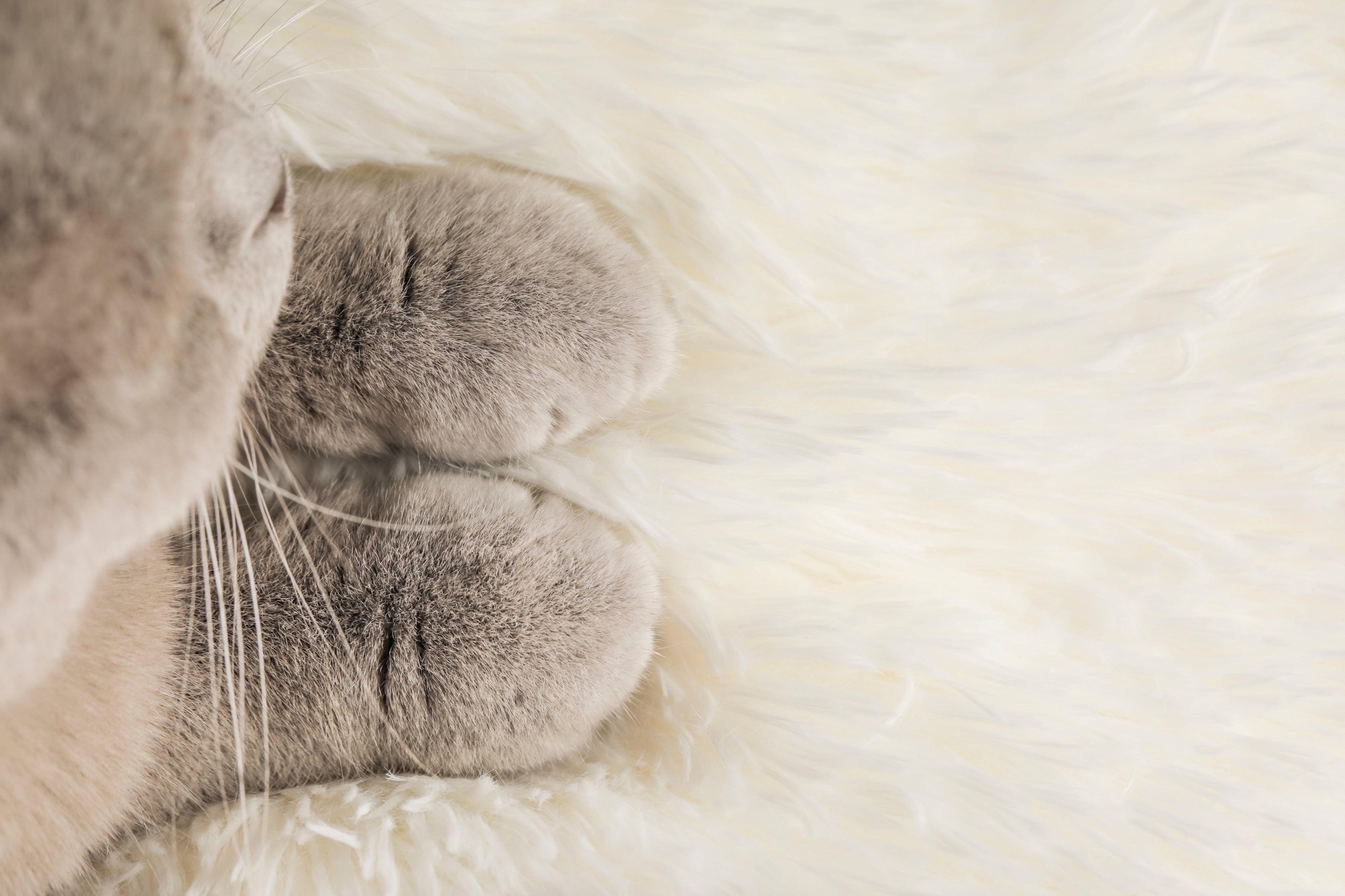 Loaf Blanket