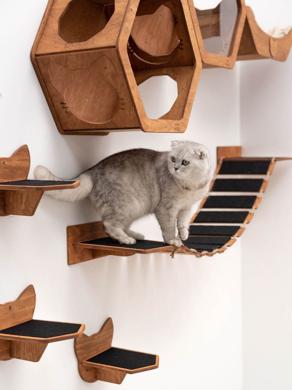 Cat Rope Bridge (B2B)