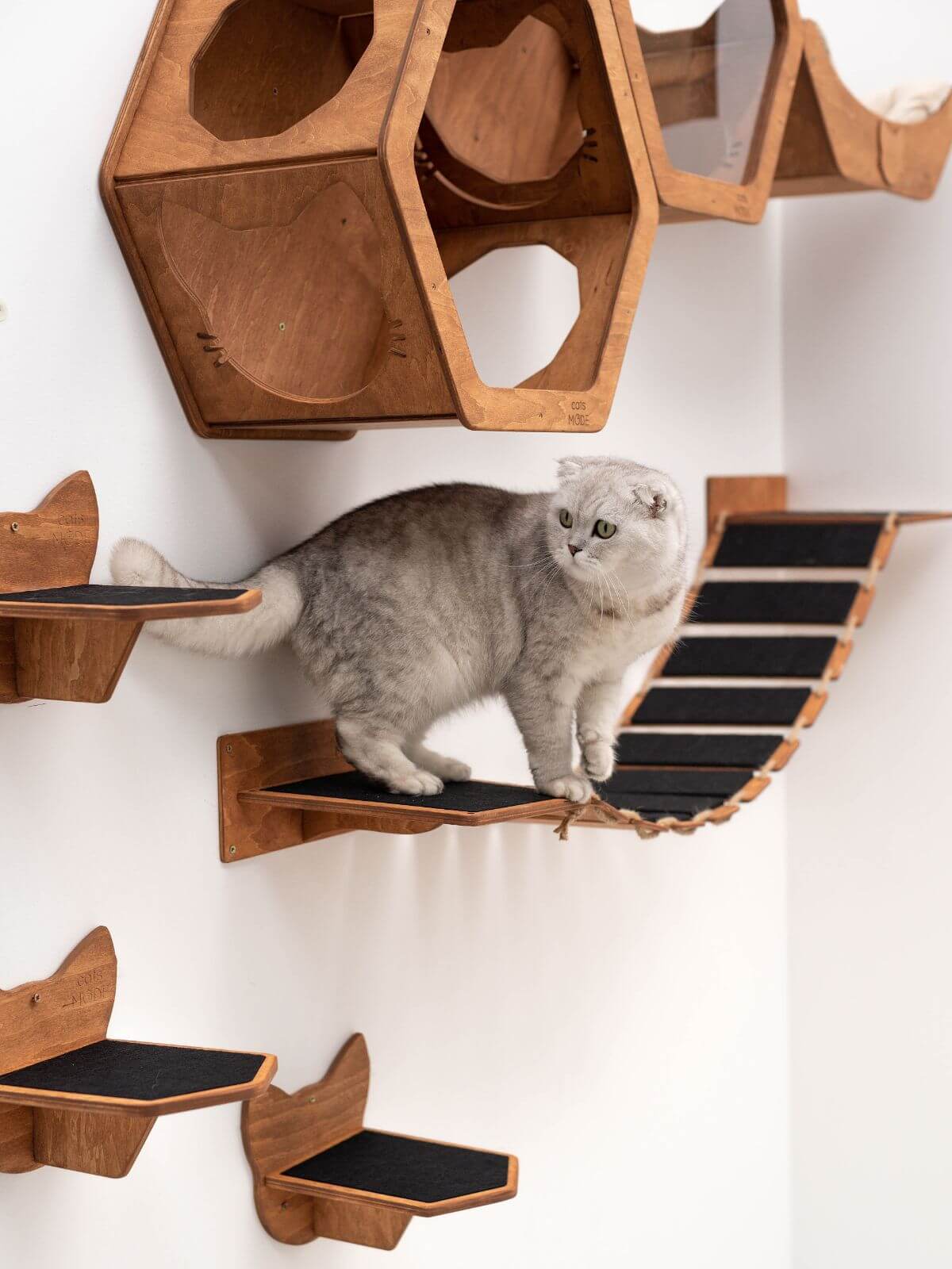 Cat Rope Bridge (B2B)