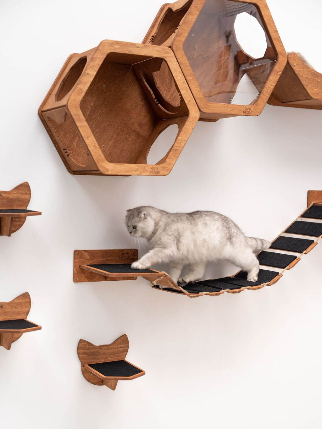 Cat Rope Bridge (B2B)